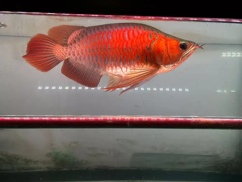 Ikan arwana Short Body