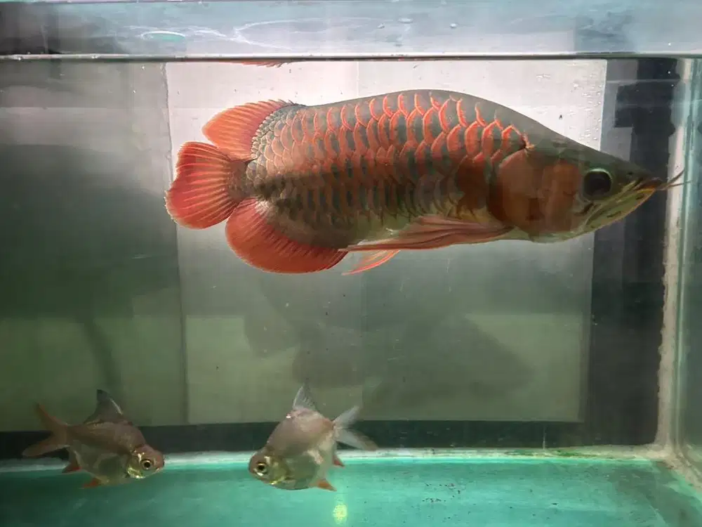 Ikan arwana short body