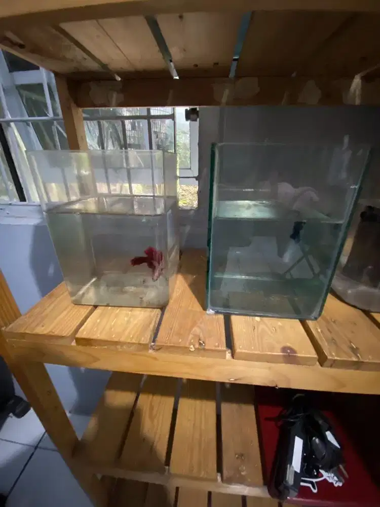 Solitare cupang minat wa aja