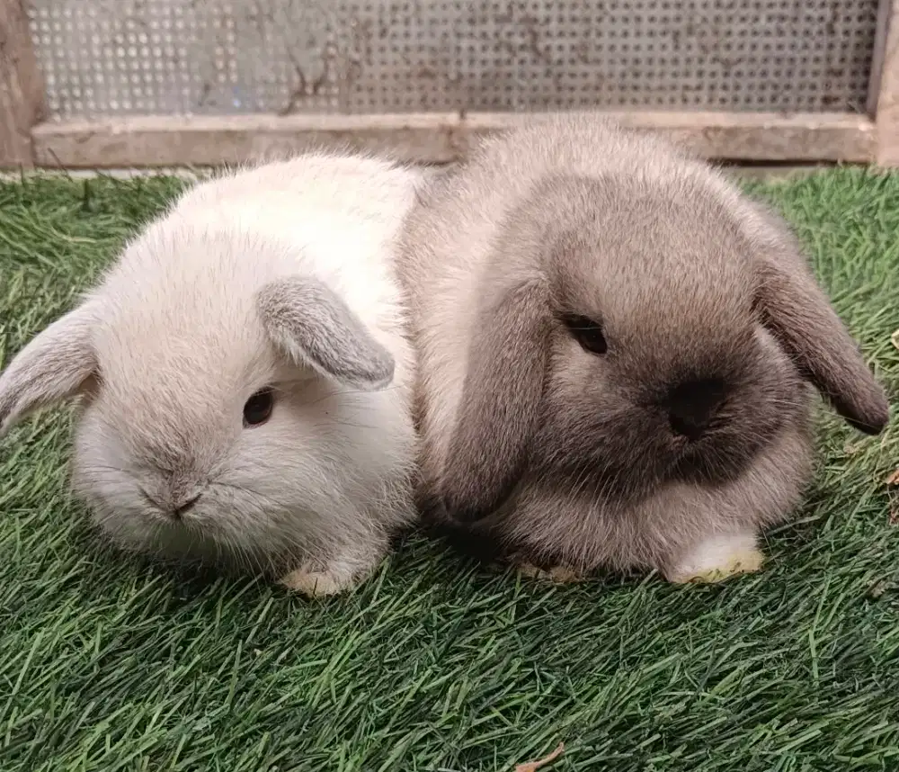Kelinci Holland lop sepasang