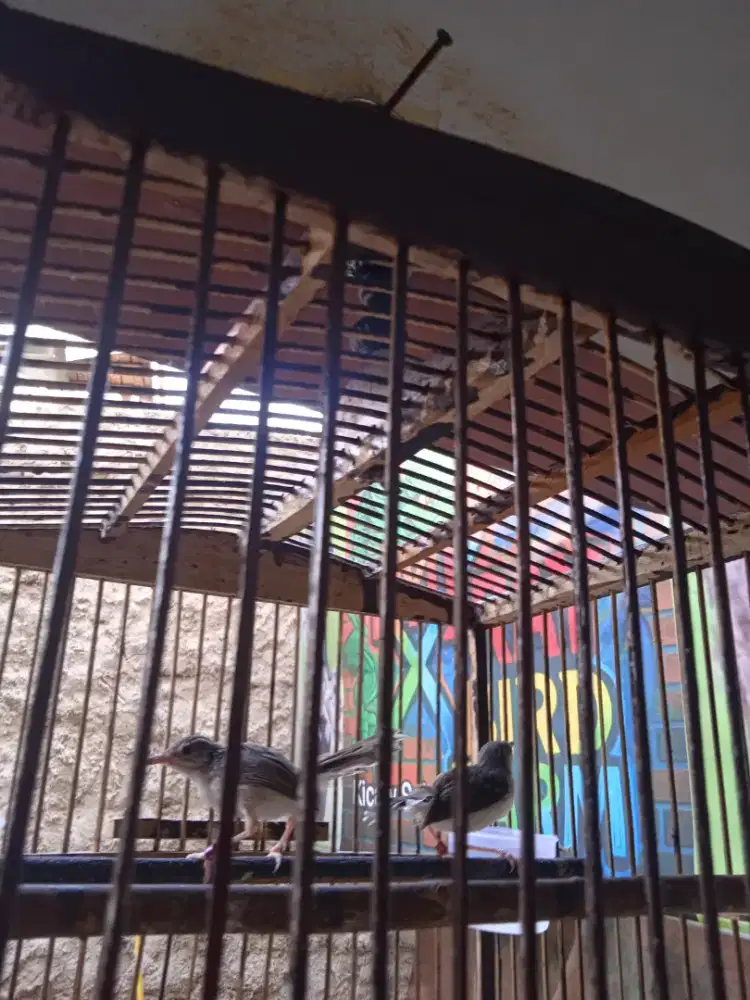 Sepasang Cikriz Mandiri