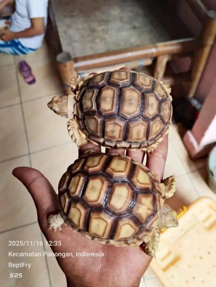Kura-kura sulcata size 8cm mulus