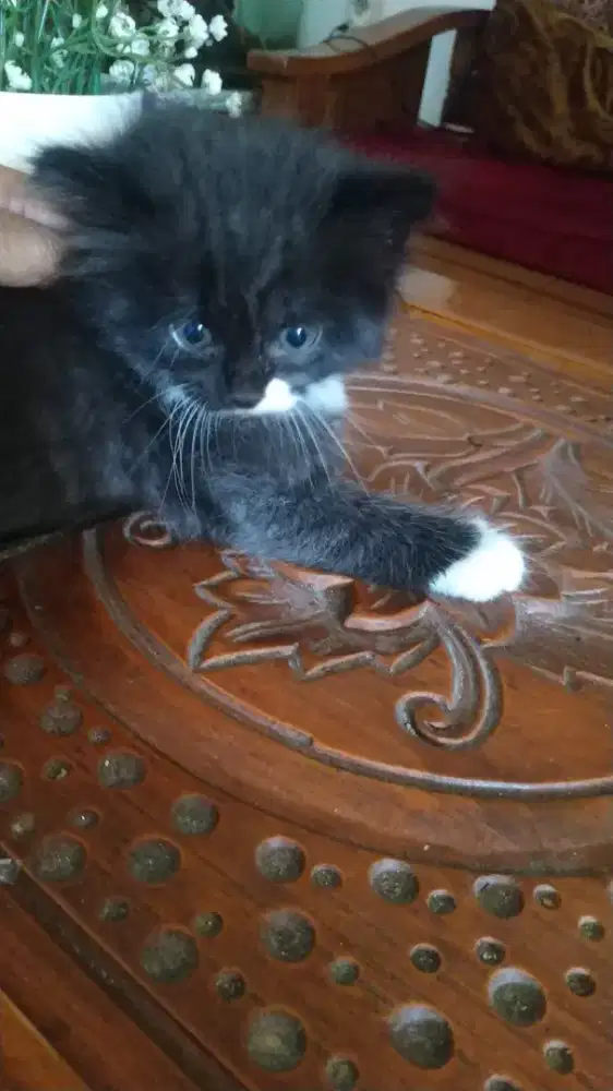 KUCING KITTEN PERSIA MURAH