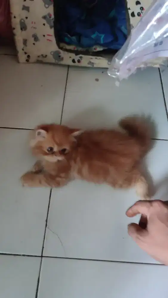 Kucing Persia Flatnose Kitten