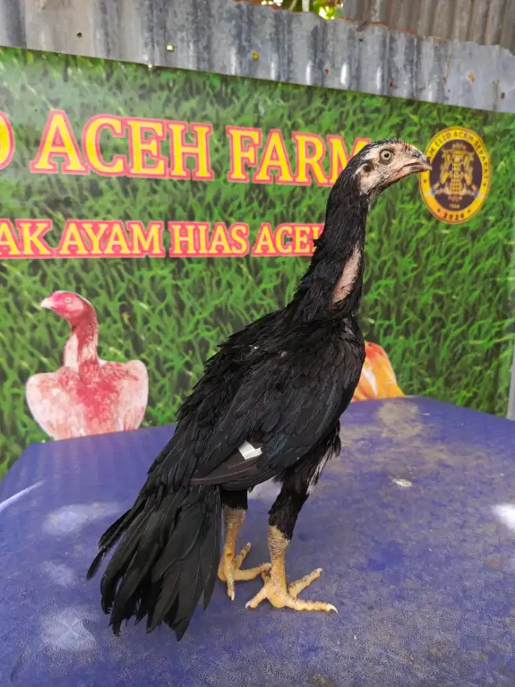 Ayam betina aseel parrot ori