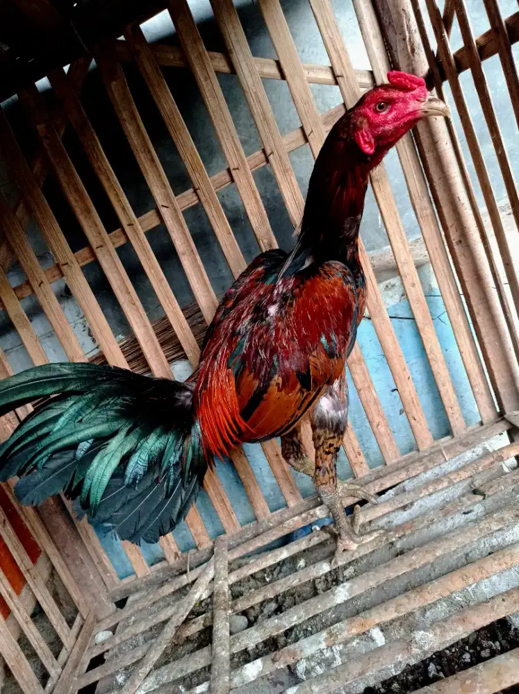 pamakoy semi bulbi muda joss