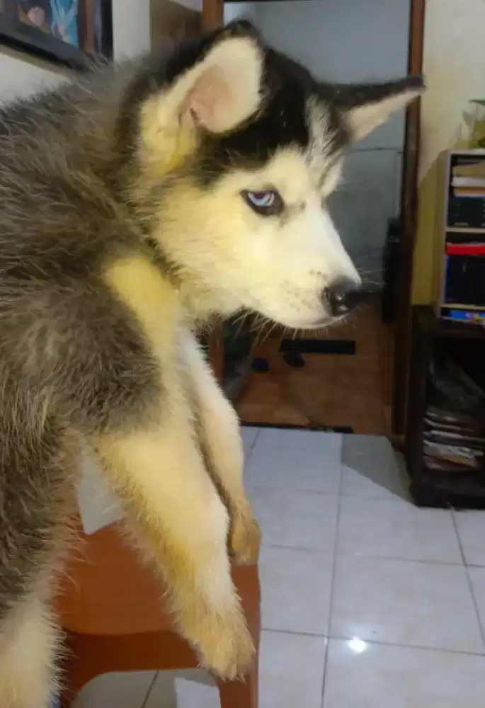 Anjing Siberian Husky usia 2 Bulan