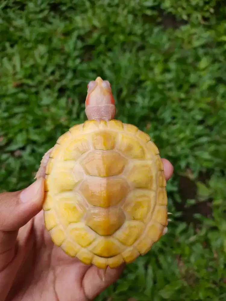 Kura Air Lubino 7,3cm