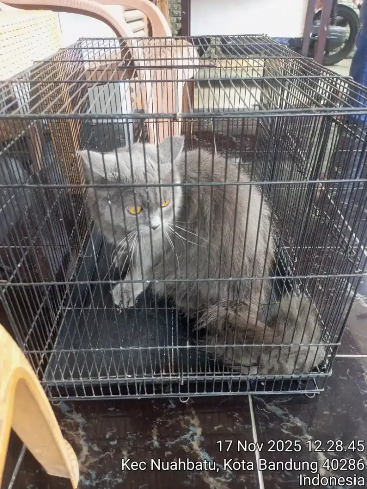 British jantan dewasa