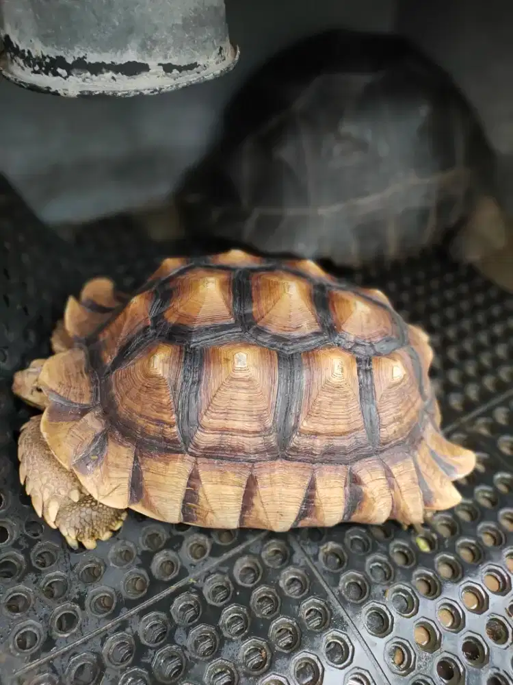 kura sulcata 53cm jantan