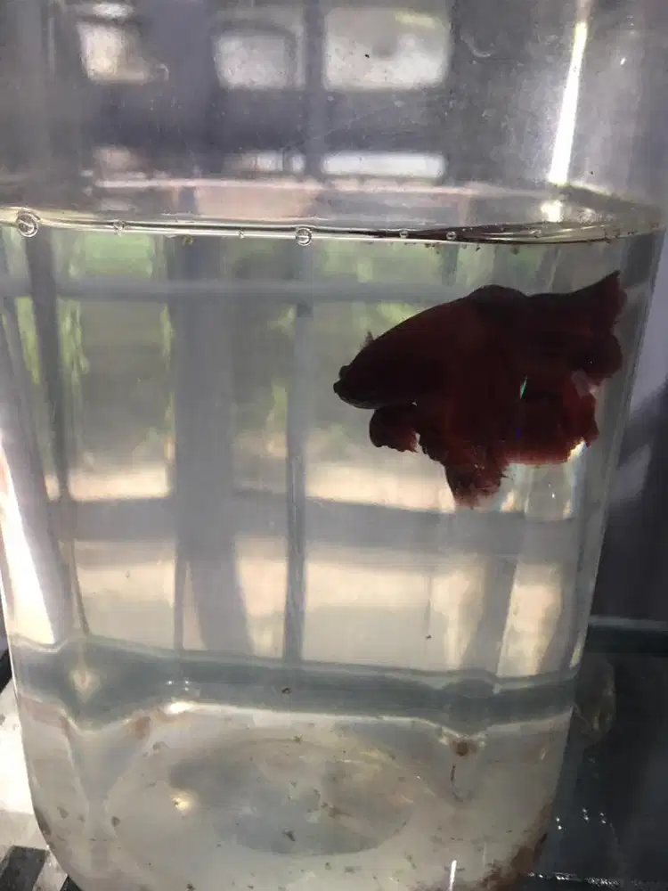 Ikan cupang slayer serit minat wa