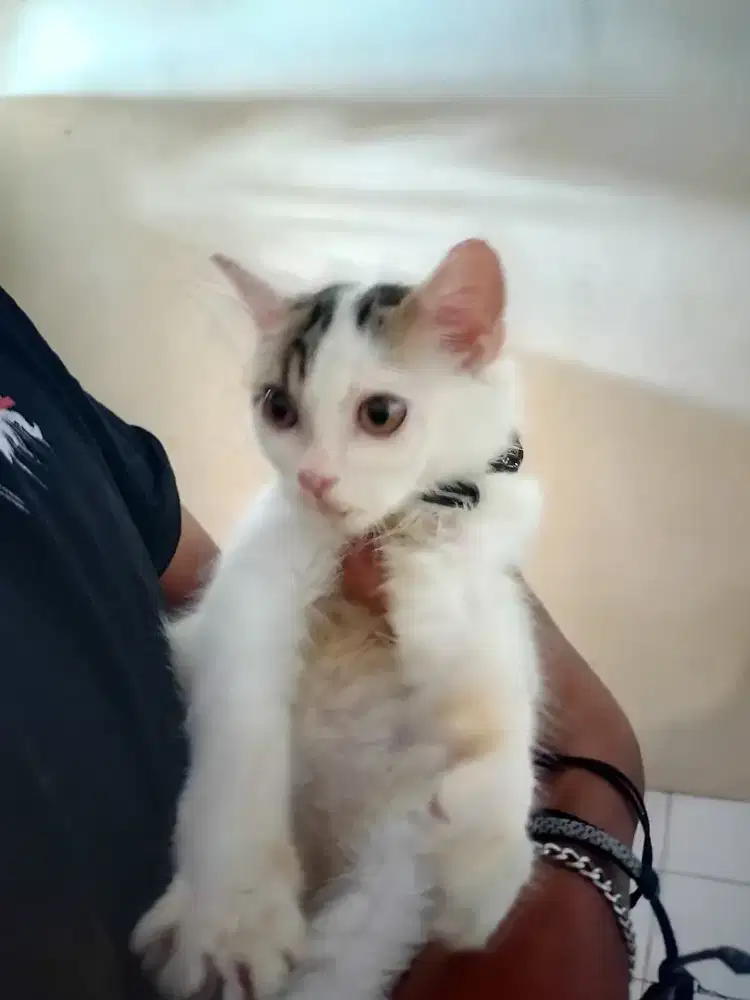 Lepas adopsi kitten persmed