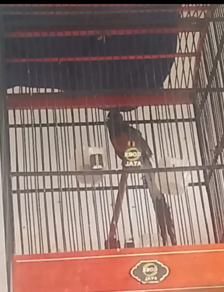 Murai Medan PE kurang lebih 20 cm