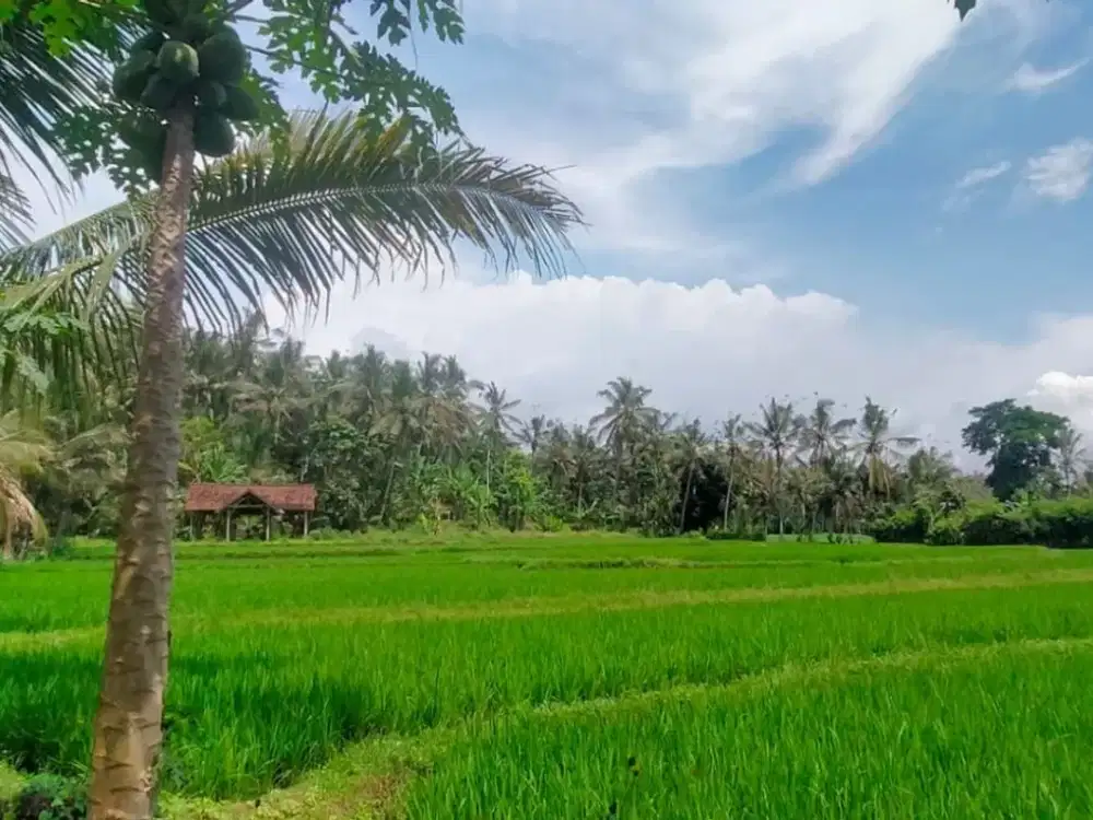 Tanah Kebun & Sawah – Gumuk, Glagah, Banyuwangi