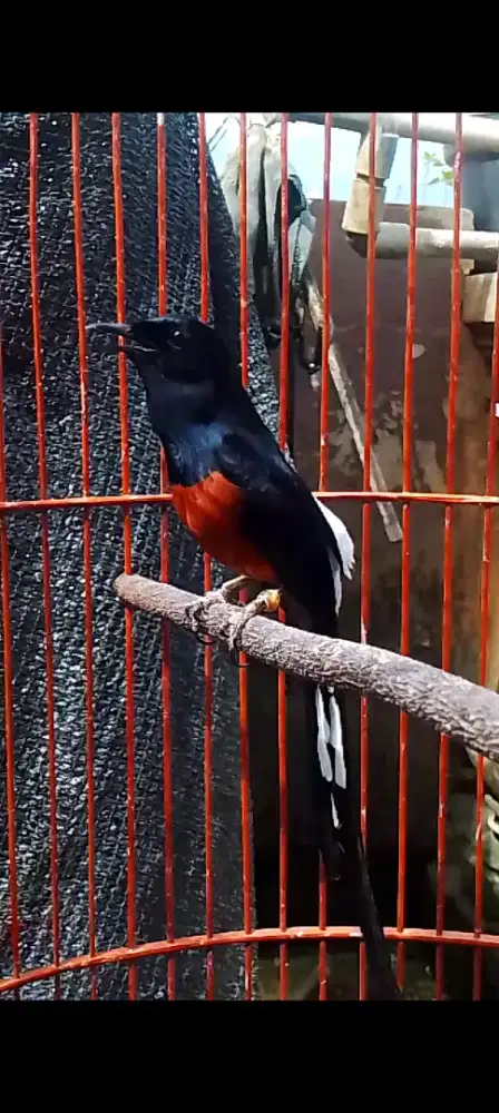 Muray balak 8 gaya maen macul