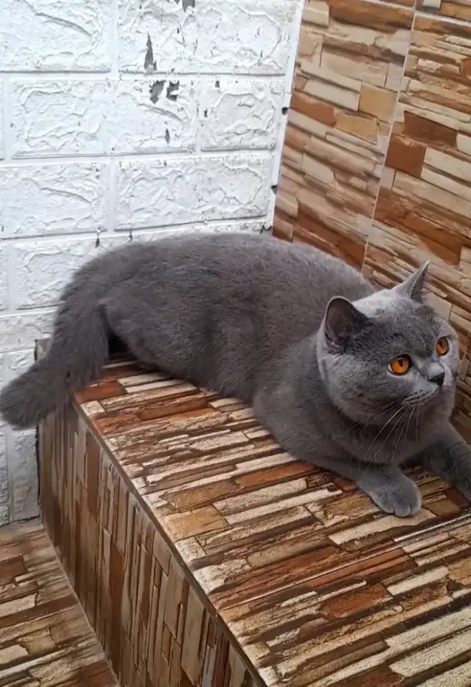 Jasa pac⁴k British shorthair
