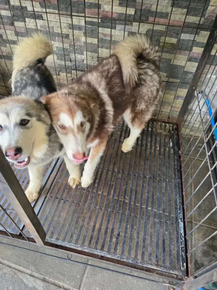 PUPPY MALAMUTE (1 MALE 1 FEMALE)
