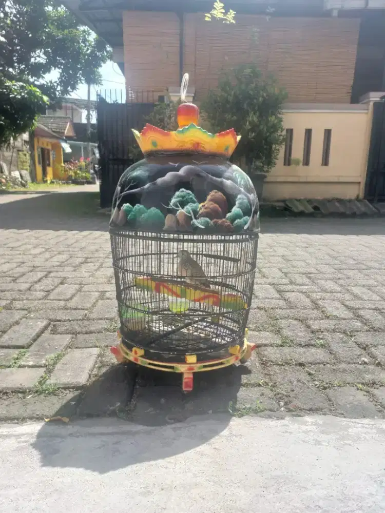 PERKUTUT BANGKOK BOMBER MUNTILAN BIG BODY PAMULANG