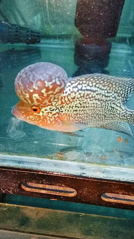 Louhan cencu SRM big head