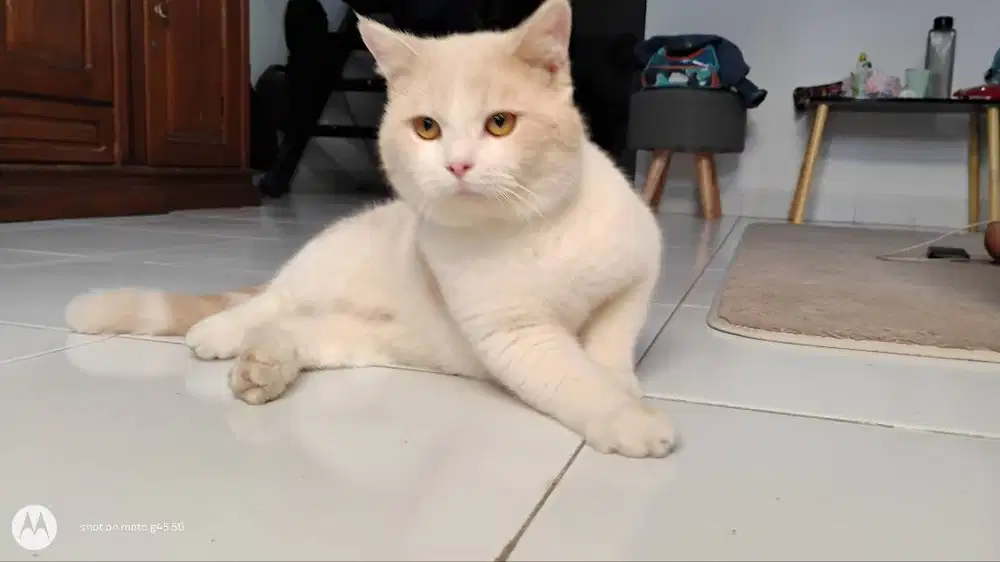 british shorthair bsh jantan cream bicolor 10 bulan