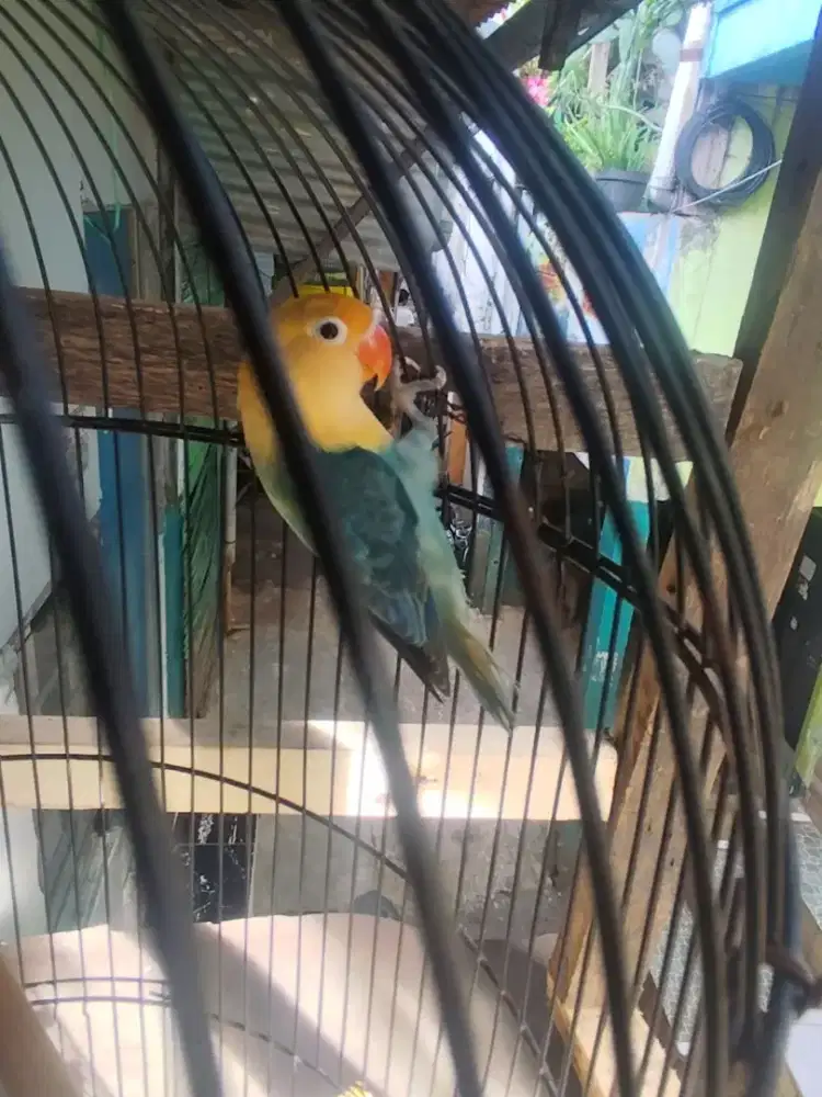 Dijual!!! LOVEBIRD BIOLA PARBLUE TURQOUISE warna cantik