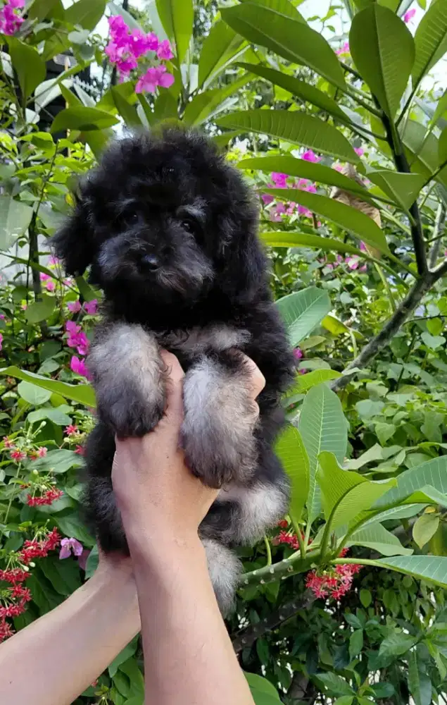 Poodle phantom jantan