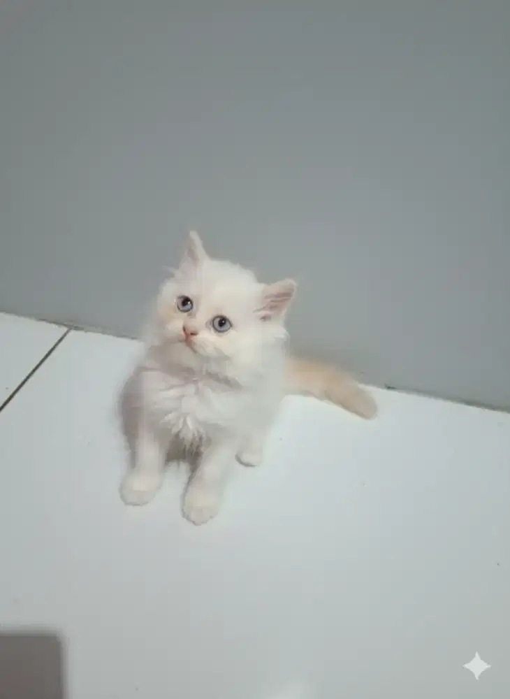 Ragdoll murni bicolor usia 2,5 bulan jantan