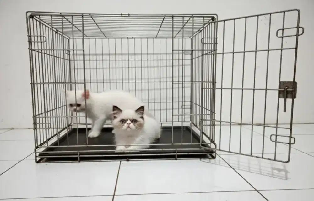 Ragdoll peaknose idung pesek usia 2 bulan jantan