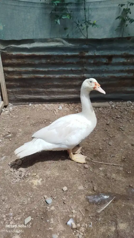 Entok Jumbo Aligator x Tronton