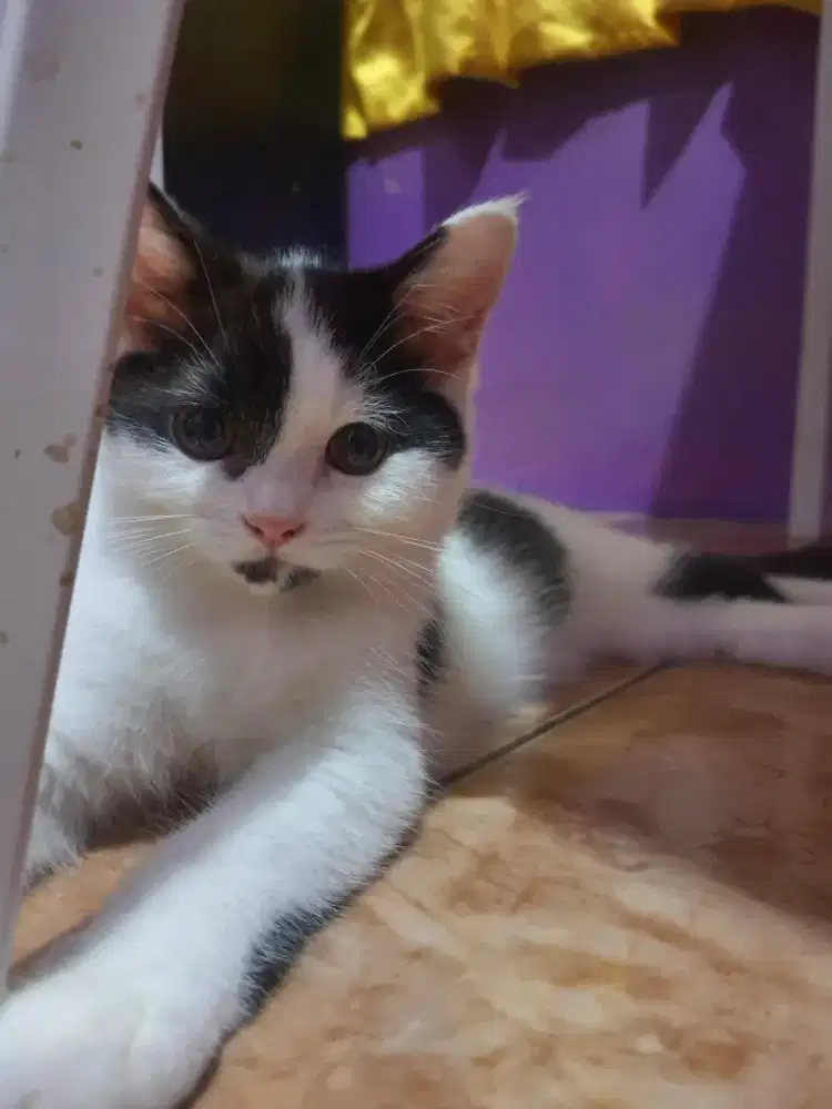 BRITISH SHORTHAIR DAN RAGDOLL