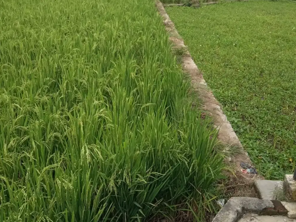 Di Jual Tanah Luas lokasi strategis di Garut