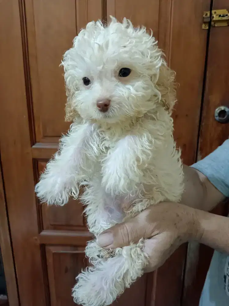 Poodle puppy apricot