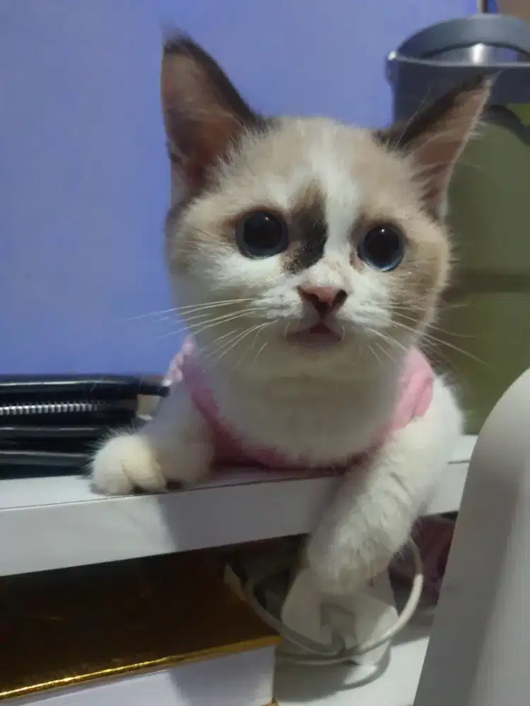 SAPI BETINA RAS MIXBREED BSH X RAGDOLL