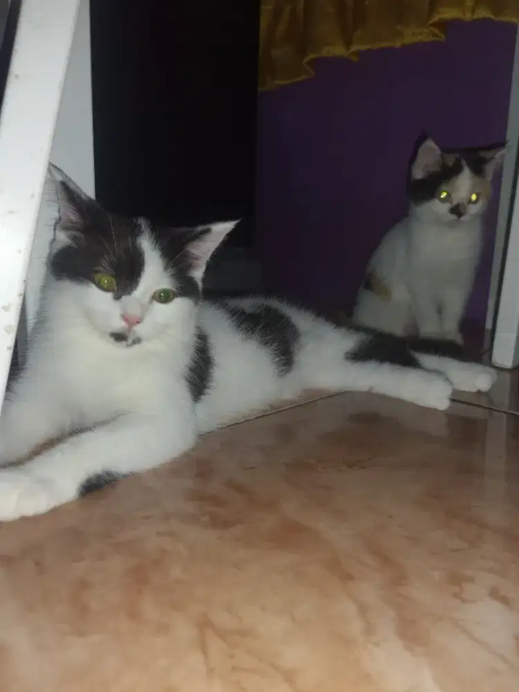 MIXBREED BSH X RAGDOLL JANTAN DAN BETINA