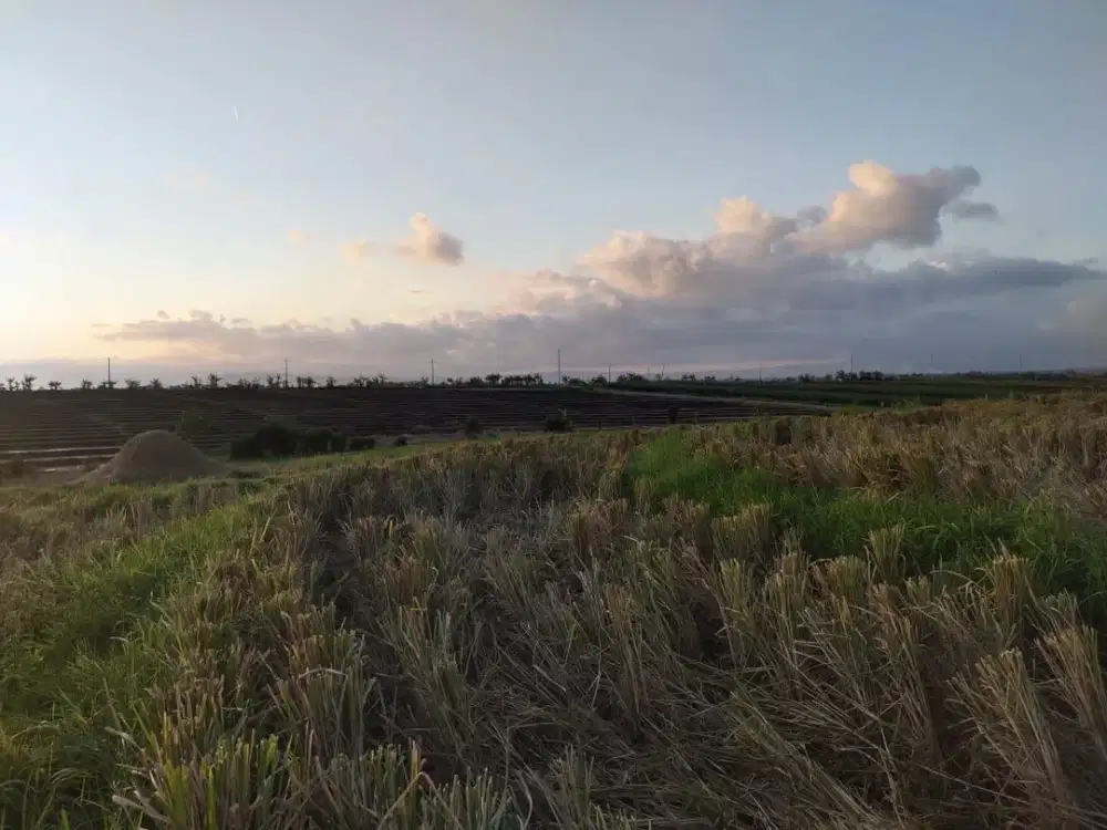 Tanah Beachfront Dekat Hotel Soori Bali Kerambitan Tabanan Bali
