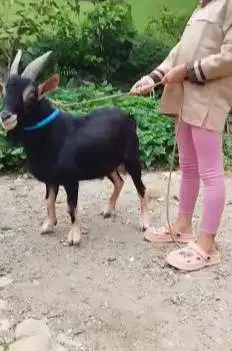 4 ekor kambing kerdil jantan nigerian dwarf 1 thn TB 45cm koleksian ok