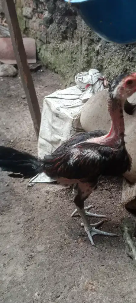 Jual cepat sepasang ayan bangkok mangoun