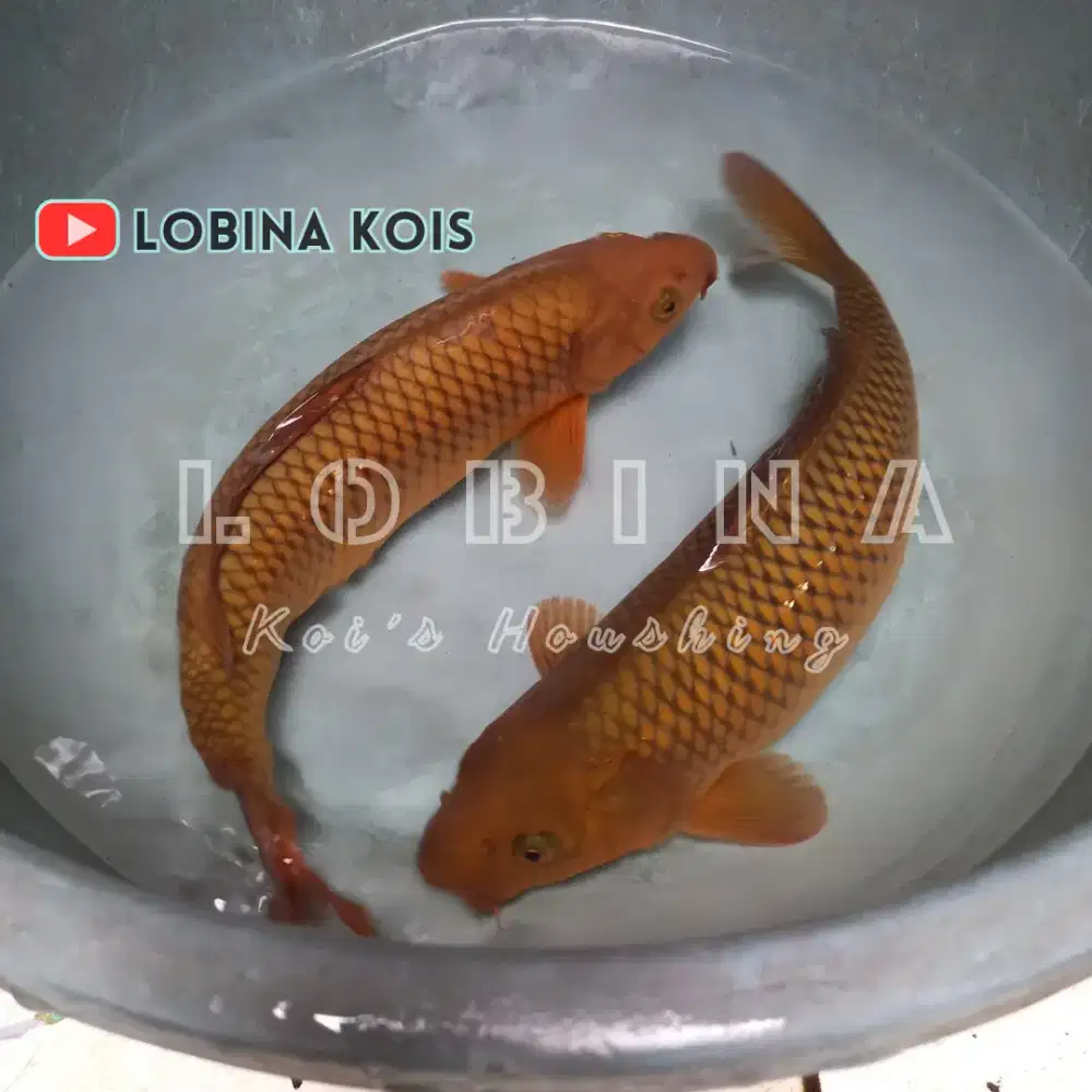 Ikan Koi Blitar Jenis Chagoi Tembaga/ Lobina