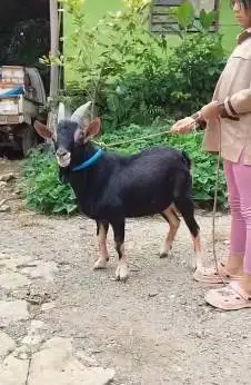 4 ekor kambing kerdil jantan TB 45cm 1,5 thn nigerian dwarf koleksian