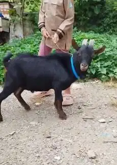 4 ekor kambing kerdil jantan TB 45cm 1,5 thn nigerian dwarf koleksian