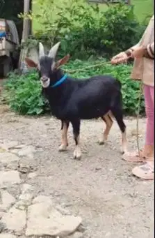 4 ekor kambing hias kerdil TB 45cm 1,5 thn nigerian dwarf F2 koleksian