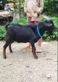 4 ekor kambing hias kerdil TB 45cm 1,5 thn nigerian dwarf F2 koleksian