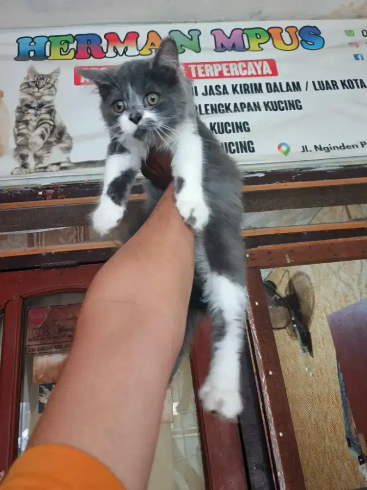 Flatnose jantan 4 bulan