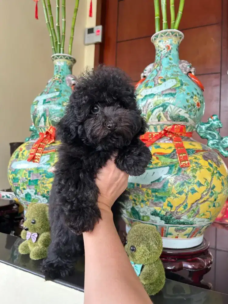 Dijual toy poodle puppy