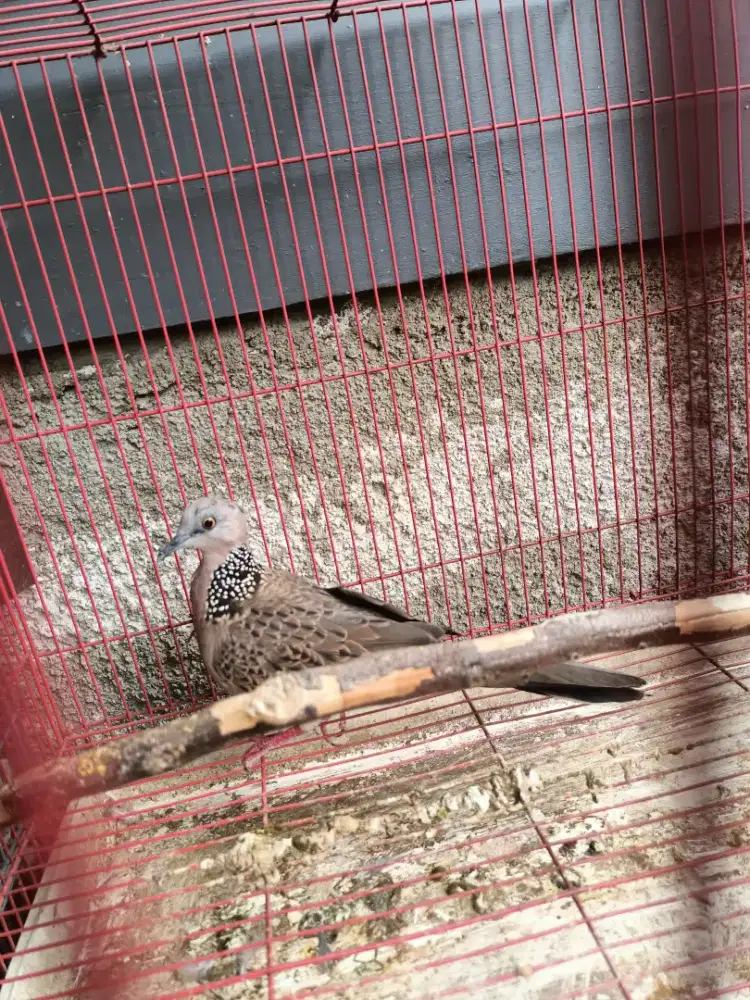 Burung tekukur kuk 3