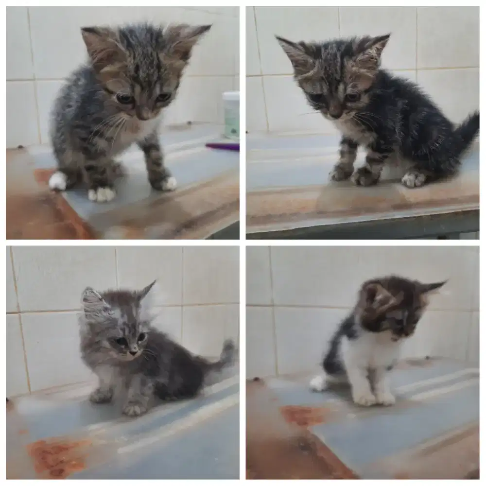 Kucing mix Exo-Persia