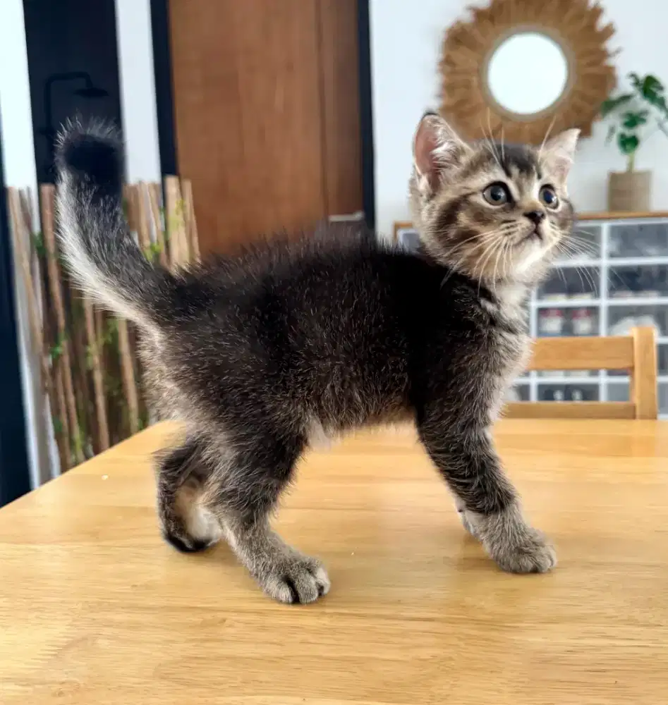 Kitten BSH / British Shorthair Black Golden Ticked Tabby