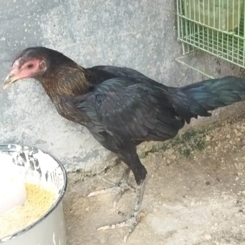Ayam Bangkok betina