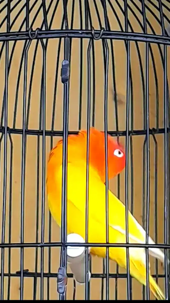 BURUNG LOVEBIRD LONTINO JANTAN AKTIF NGEKEK CEREWET