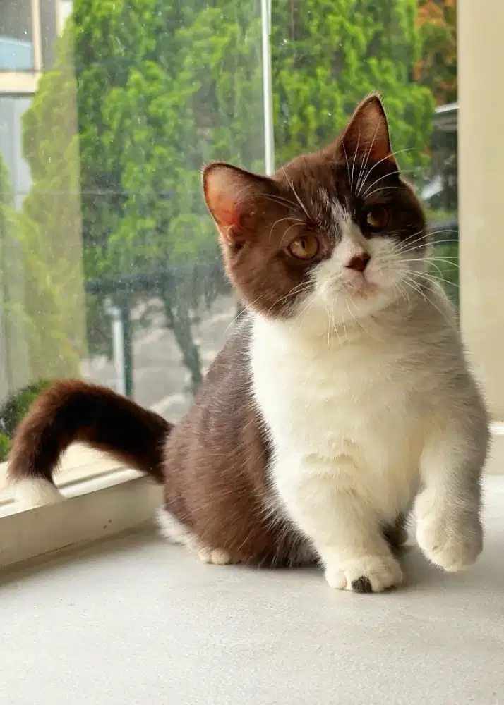 munchkin British shorthair cinnamon / choco betina